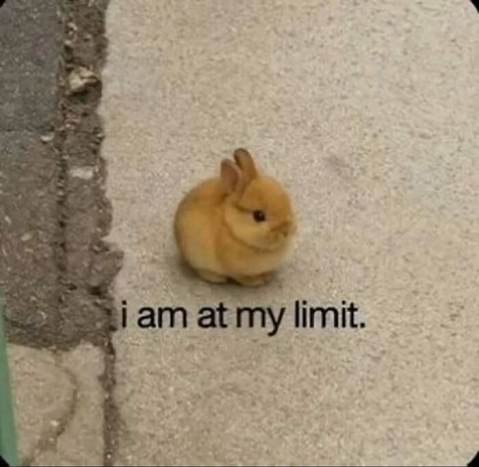 Small brown rabbit on pavement with caption expressing limit and stress in a relatable animal meme for lighthearted relief.