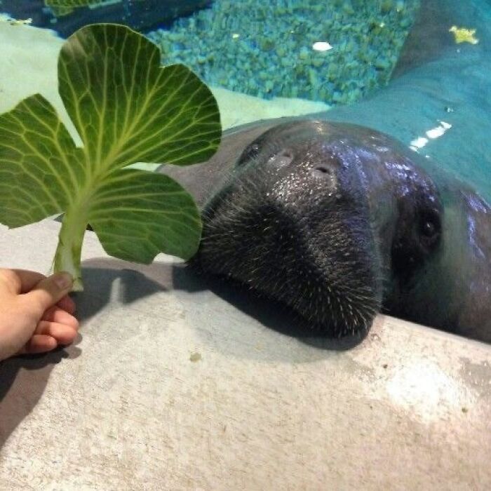 Manatee resting its head on the edge of a pool next to a hand holding a large green leaf, animal memes concept.