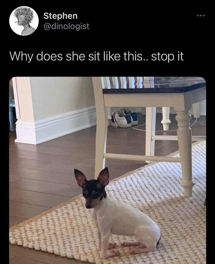 Small dog sitting awkwardly on a rug near a chair, featured in a humorous animal meme to help forget heavy thoughts
