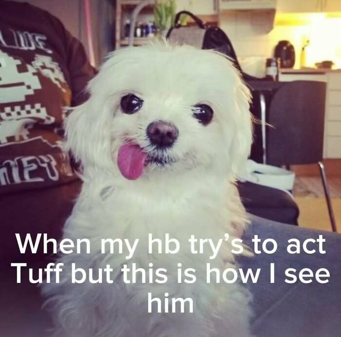 Small white dog with tongue sticking out humorously, an example of animal memes that lighten heavy thoughts.