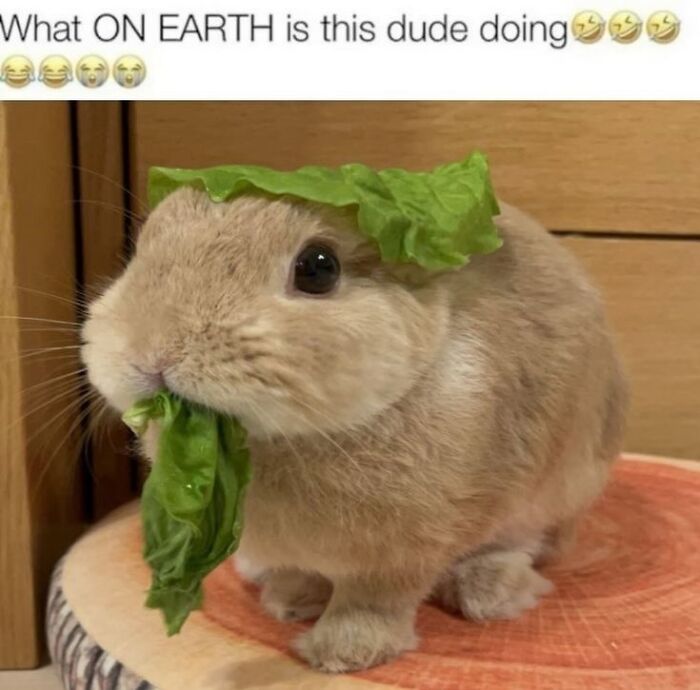 Cute bunny wearing and eating lettuce leaf, a funny animal meme that helps people forget heavy thoughts.