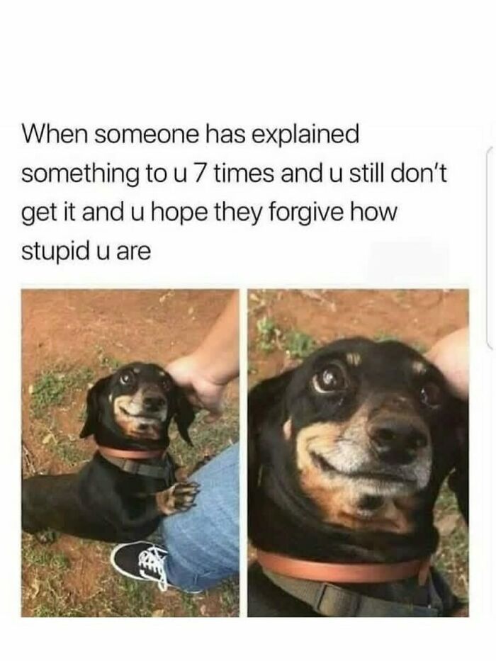 A meme with a hesitant dog looking up while being petted, capturing humor to handle reality with memes.