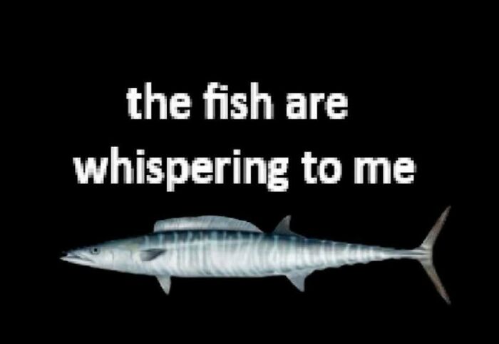 Animal meme showing a fish with the text the fish are whispering to me on a black background.