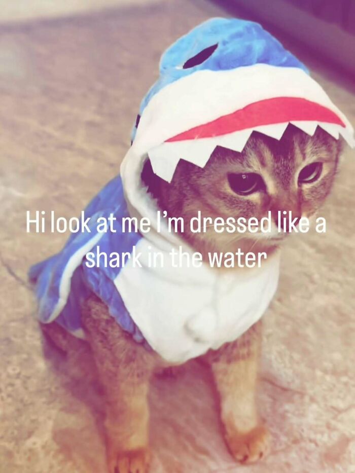 Cat dressed in a shark costume sitting on the floor, one of the funny animal memes to lighten heavy thoughts.