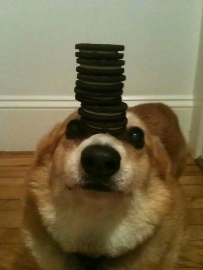 Corgi dog balancing a tall stack of cookies on its nose, a funny animal meme showing impressive patience.
