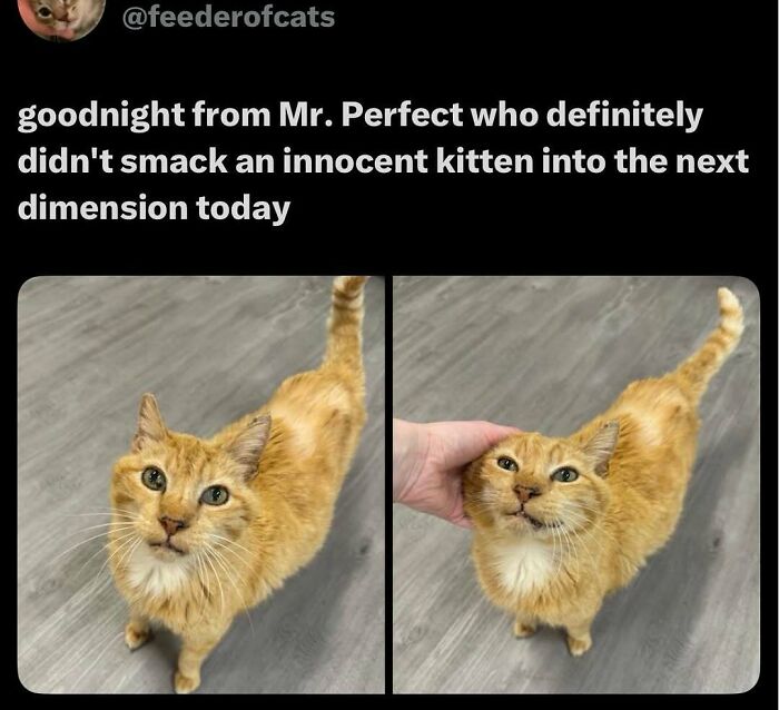 Orange cat standing on a gray floor with a person gently petting its head in funny animal memes.