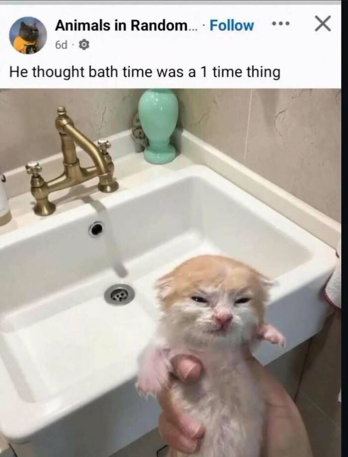 Wet kitten held by a hand near a bathroom sink, part of funny animal memes to help forget heavy thoughts.