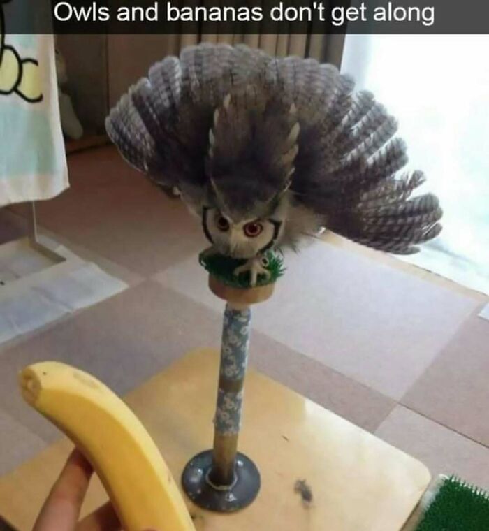 Owl spreading wings in a funny animal meme with a banana, showcasing humor in animal memes to lighten heavy thoughts.