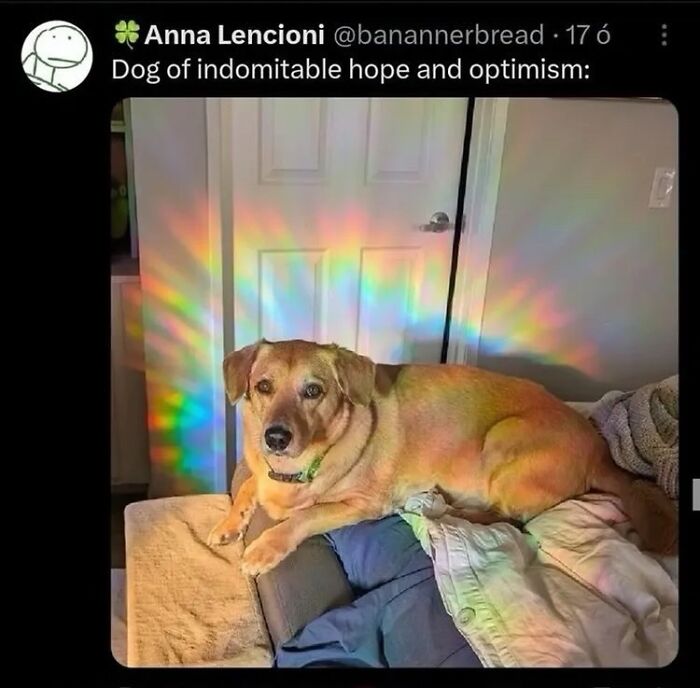 Dog lying on blankets with colorful light reflections on the wall, an uplifting animal meme about hope and optimism.