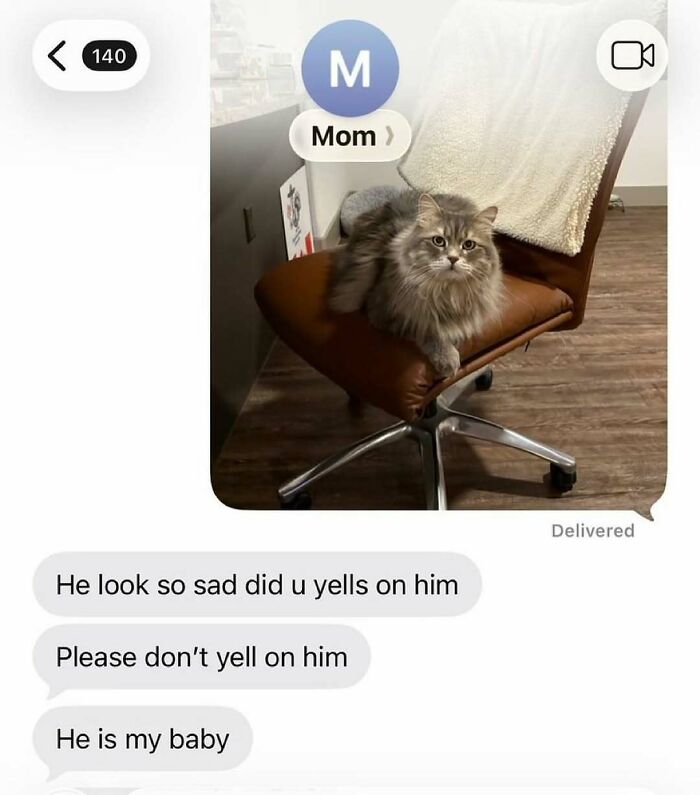 Text message showing a gray cat on a chair with conversation about not yelling at the sad-looking cat, animal memes theme.