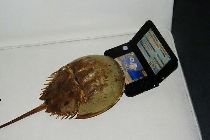 Horseshoe crab interacting with a handheld gaming device in a humorous animal memes scene.