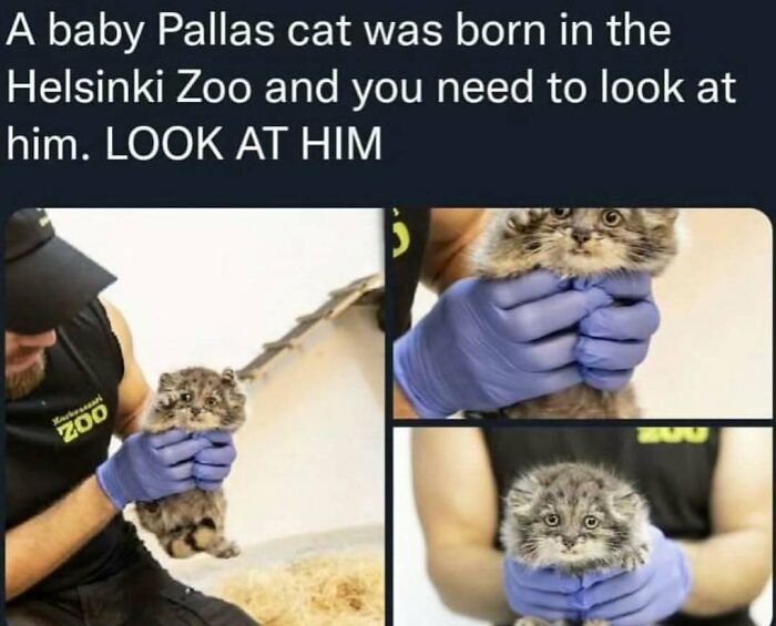 Baby Pallas cat at Helsinki Zoo delighting viewers with its adorable antics, featured in animal memes of 2025.