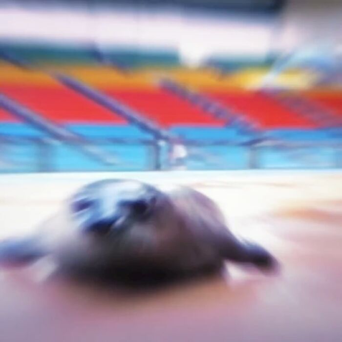 Blurry close-up of a seal in an arena, featured in a collection of popular animal memes for lighthearted humor.