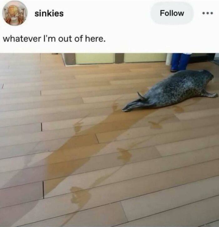 Seal lying on a wooden floor leaving a wet trail, humorous animal meme illustrating the theme of animal memes.