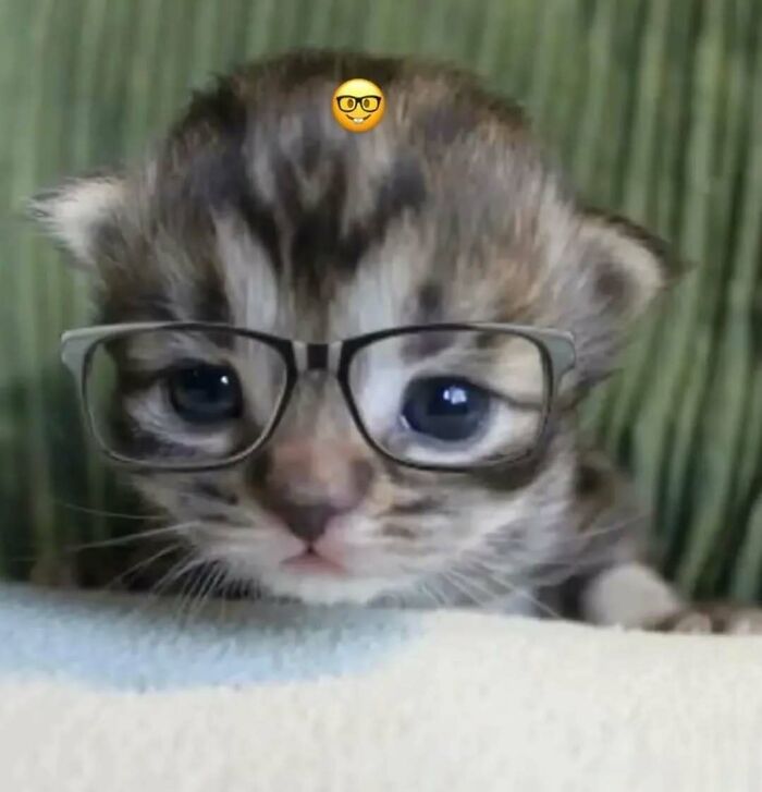 Adorable kitten wearing glasses, representing funny and adorable cats and dogs deserving the best snacks for their cuteness.