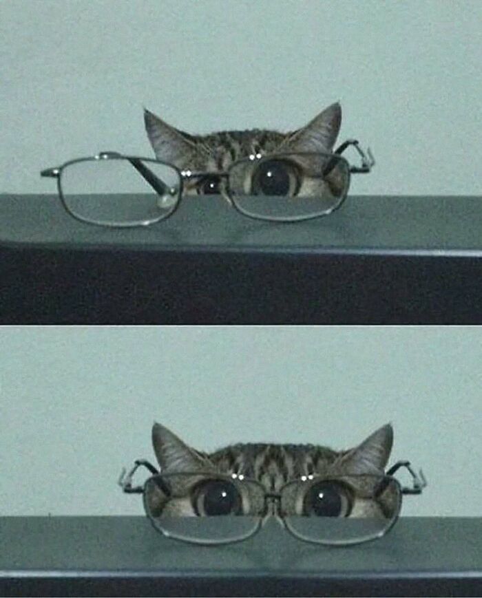 Cat wearing glasses on a table with funny and adorable expression, perfect for cute pets and best snacks content.