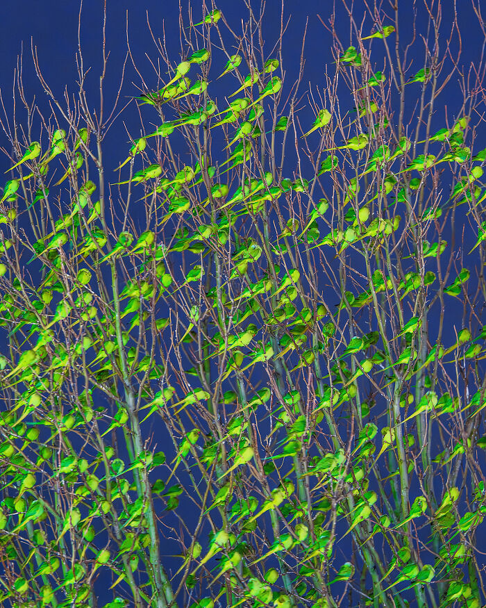 Don't Be Fooled, You See Leaves On A Tree In London In Winter, Not 1,000 Green Parrots