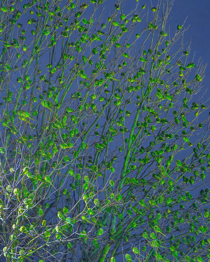 Don't Be Fooled, You See Leaves On A Tree In London In Winter, Not 1,000 Green Parrots