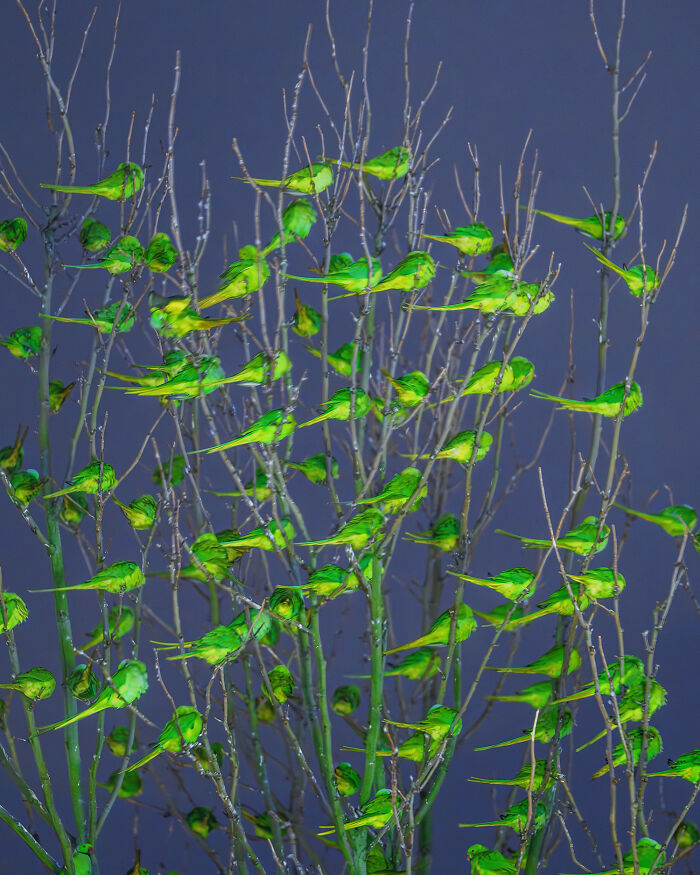 Don't Be Fooled, You See Leaves On A Tree In London In Winter, Not 1,000 Green Parrots