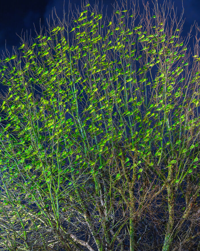 Don't Be Fooled, You See Leaves On A Tree In London In Winter, Not 1,000 Green Parrots
