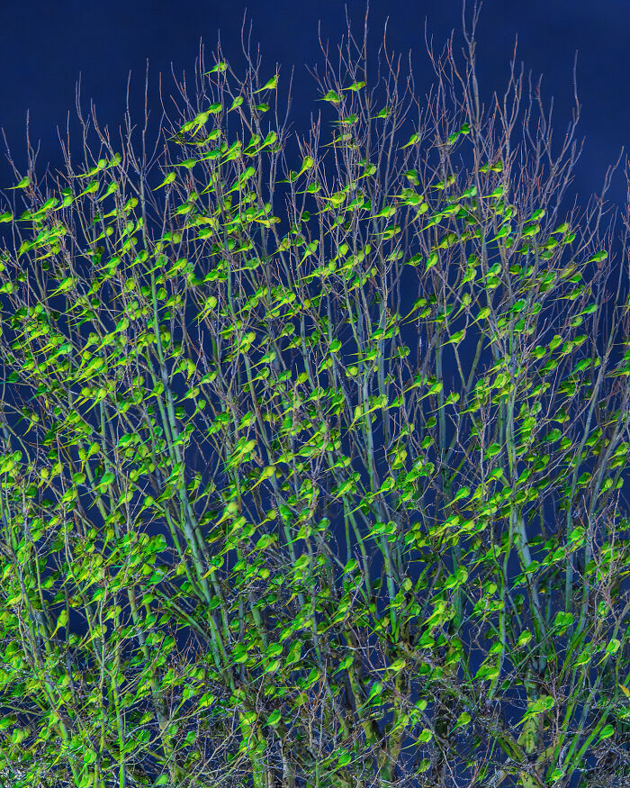 Don't Be Fooled, You See Leaves On A Tree In London In Winter, Not 1,000 Green Parrots