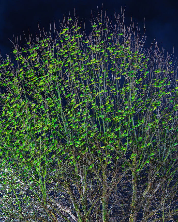Don't Be Fooled, You See Leaves On A Tree In London In Winter, Not 1,000 Green Parrots