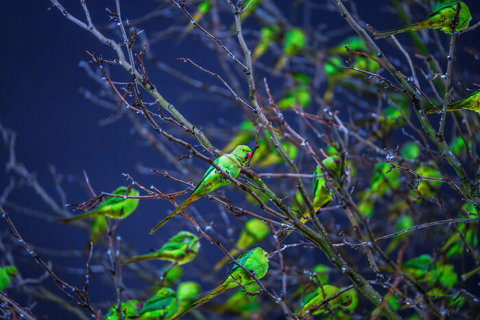 Don't Be Fooled, You See Leaves On A Tree In London In Winter, Not 1,000 Green Parrots
