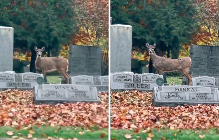 Deer standing among gravestones in a graveyard surrounded by autumn leaves, evoking urban legends imagery.