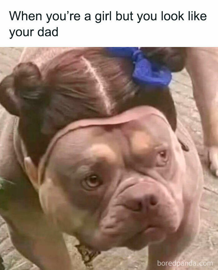 Dog with a wig styled like a girl’s hair buns, humorously matching the caption about looking like your dad meme.