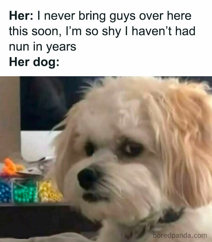 Tweet meme showing a sarcastic dog expression, part of a collection of funny memes with no reason to be this funny.