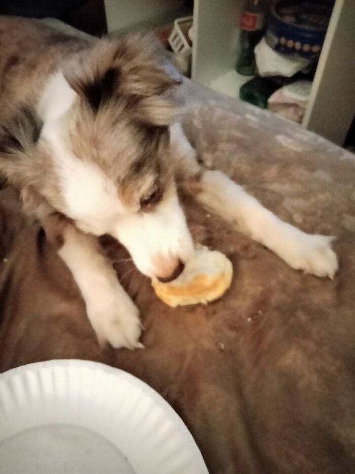 Melvin Stealing A Biscuit