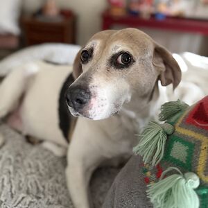 carol_spradling avatar