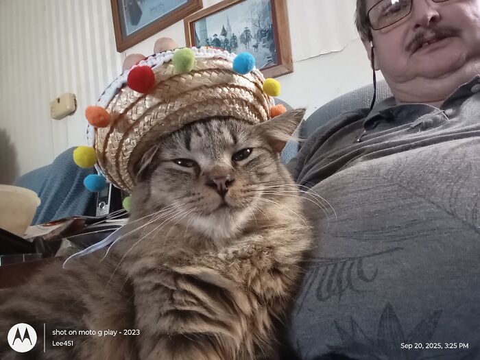 Mopsey Wearing Her Halloween Hat