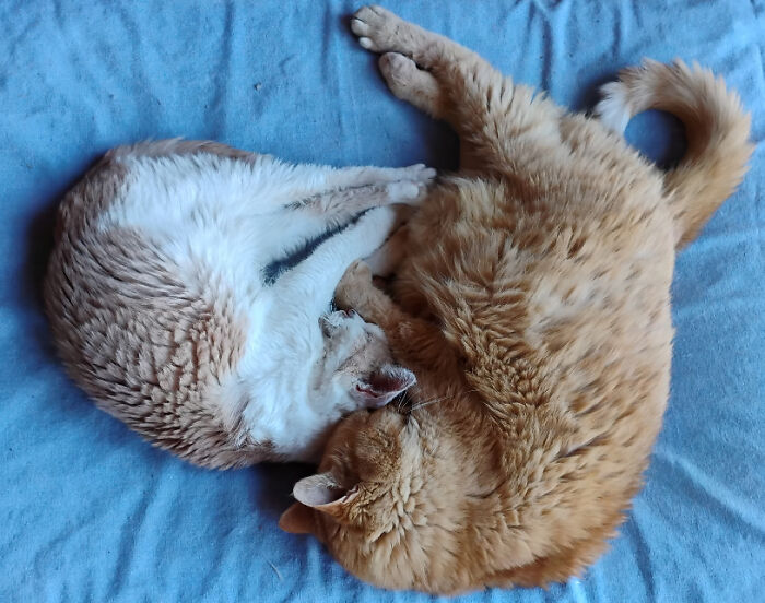 Godzilla, Now 14, With Queen Tenzing, 17