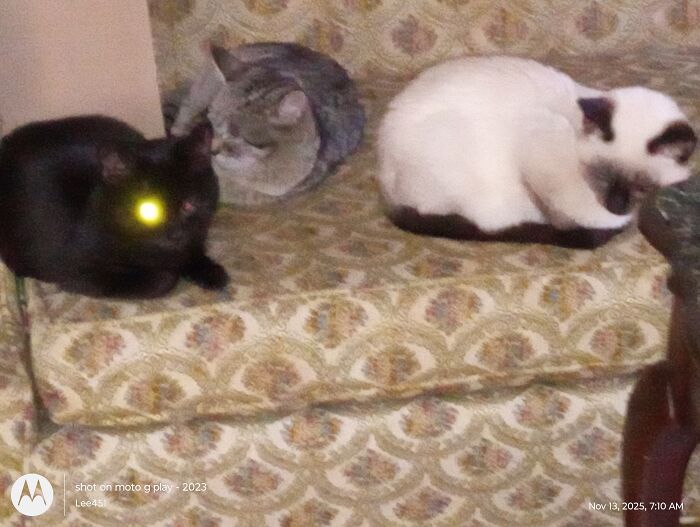 Bad Girl, Bella And Little Willy. Born On July 17th