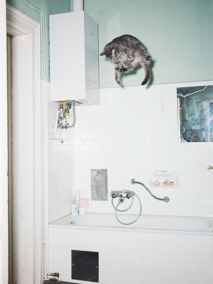 Jumping Cats By Koekkoek