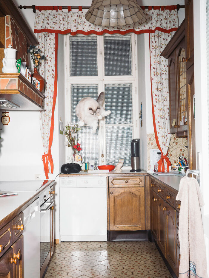 Jumping Cats By Koekkoek