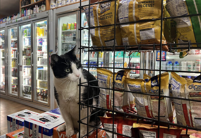 The Bodega Cat Is Having A Legislative Moment