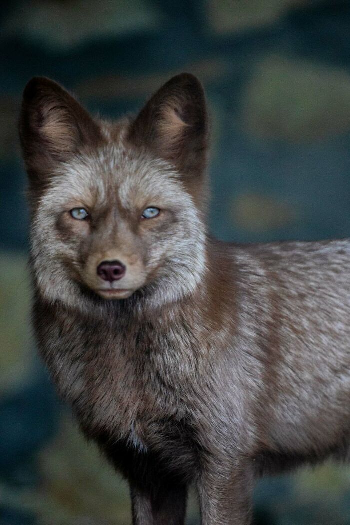 “I Don’t Have Helicopters Or Expensive Expeditions — But I Still Capture Wildlife Moments That Travel The World”