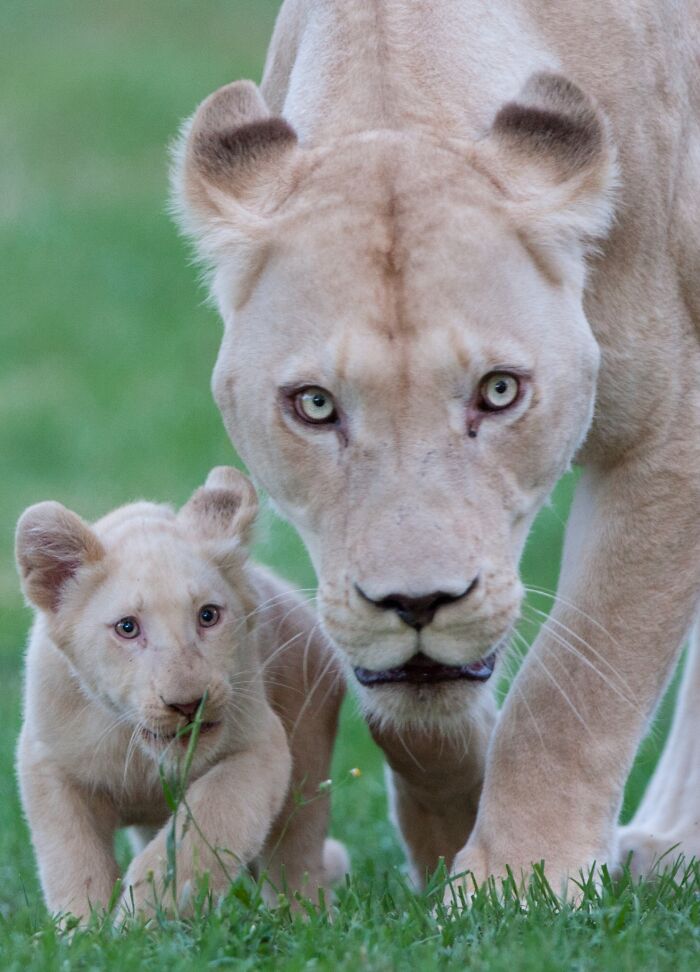 “I Don’t Have Helicopters Or Expensive Expeditions — But I Still Capture Wildlife Moments That Travel The World”