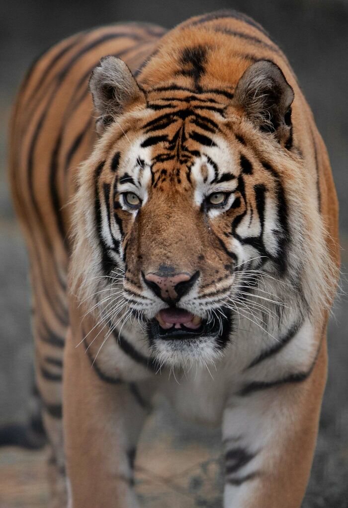 “I Don’t Have Helicopters Or Expensive Expeditions — But I Still Capture Wildlife Moments That Travel The World”