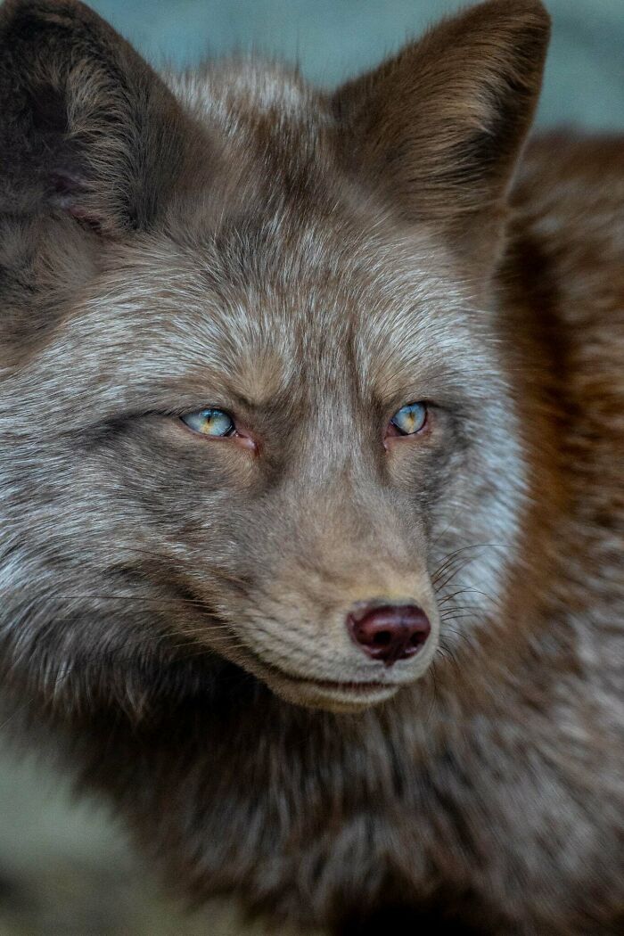 “I Don’t Have Helicopters Or Expensive Expeditions — But I Still Capture Wildlife Moments That Travel The World”