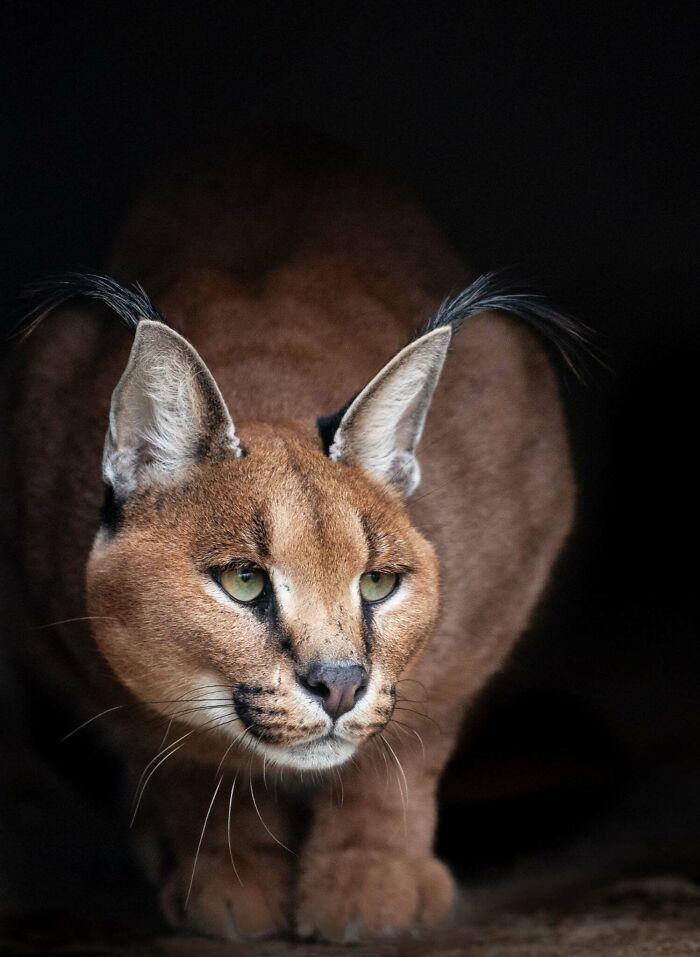“I Don’t Have Helicopters Or Expensive Expeditions — But I Still Capture Wildlife Moments That Travel The World”