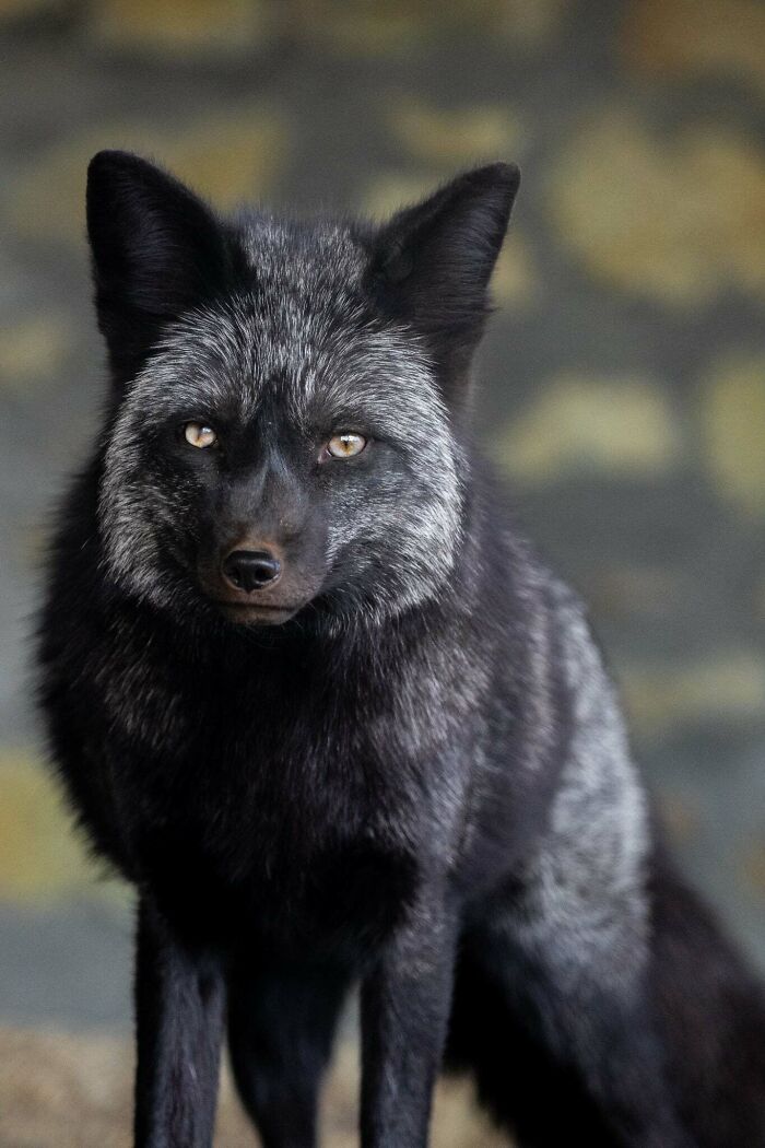 “I Don’t Have Helicopters Or Expensive Expeditions — But I Still Capture Wildlife Moments That Travel The World”