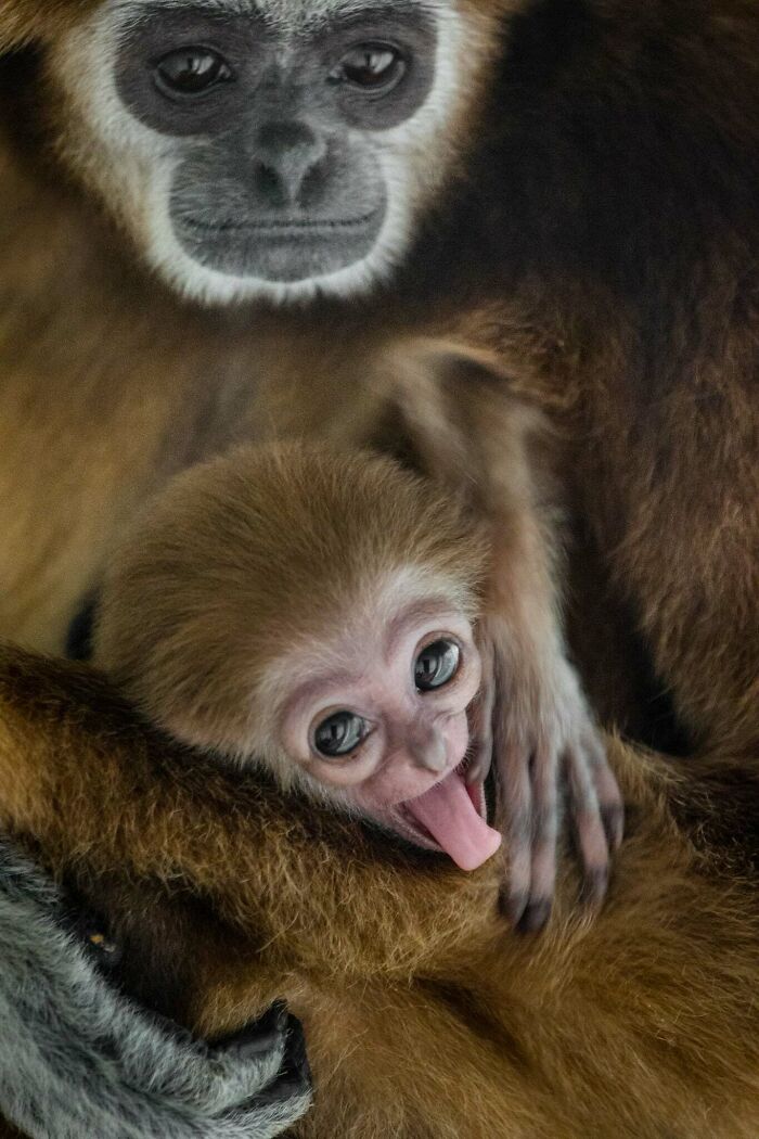 “I Don’t Have Helicopters Or Expensive Expeditions — But I Still Capture Wildlife Moments That Travel The World”