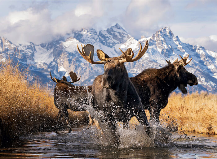 Moose splashing through water in a dramatic nature scene from the 2025 national wildlife photo contest.