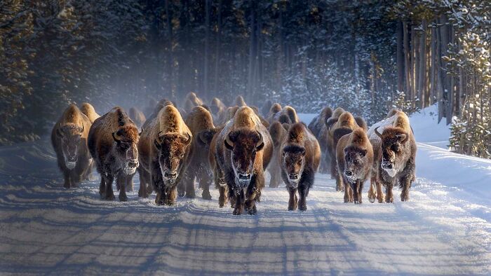 Herd of bison walking through a snowy forest road, showcasing powerful wildlife in stunning nature photography.