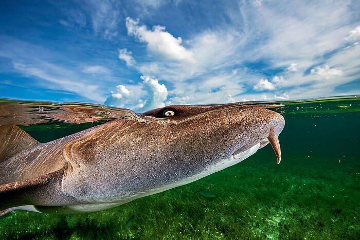 Close-up of a shark swimming near the water surface captured in stunning wildlife photography contest.