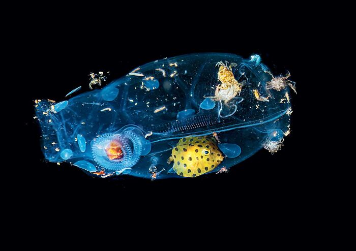 Bioluminescent marine creatures captured in stunning national wildlife photo contest showcasing nature’s powerful beauty.