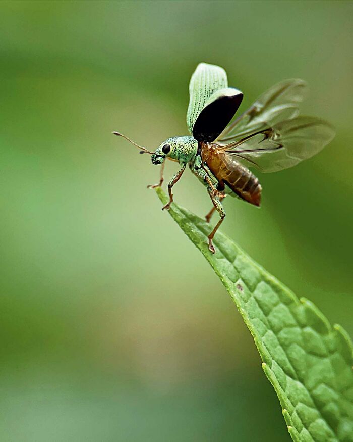 Close-up of a flying insect perched on a green leaf, showcasing nature's power in stunning wildlife photography.